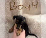 Small Photo #13 Chiweenie Puppy For Sale in CANDLER, NC, USA