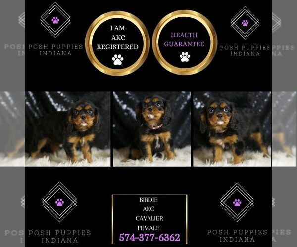 Medium Photo #2 Cavalier King Charles Spaniel Puppy For Sale in WARSAW, IN, USA