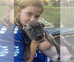 Small #3 American Pit Bull Terrier-Chihuahua Mix