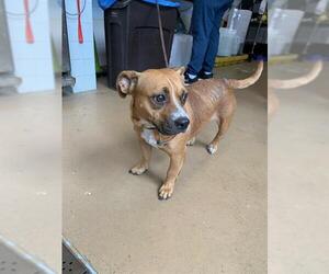 American Pit Bull Terrier-Chihuahua Mix Dogs for adoption in Chula Vista, CA, USA