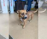 Small American Pit Bull Terrier-Chihuahua Mix