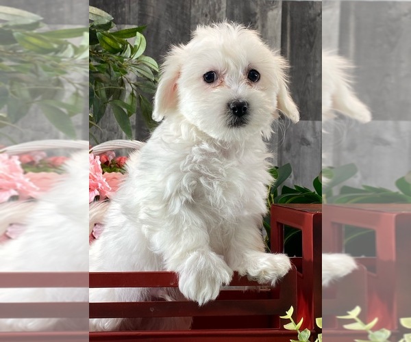 Medium Photo #3 Biton Puppy For Sale in CANOGA, NY, USA