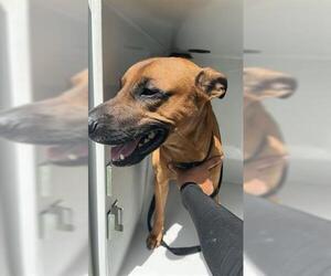 German Shepherd Dog-Unknown Mix Dogs for adoption in Houston, TX, USA