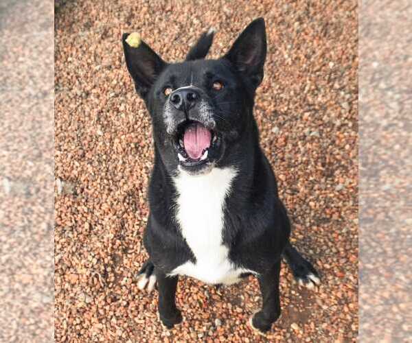 Medium Photo #2 Akita-Unknown Mix Puppy For Sale in Anniston, AL, USA