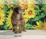 Maurice - Male Poodle (Toy) Puppy for Sale - Photo #22