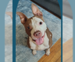 Small Photo #3 Mutt Puppy For Sale in Utica, NY, USA