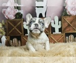 Small #7 French Bulldog