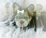 Small #8 French Bulldog