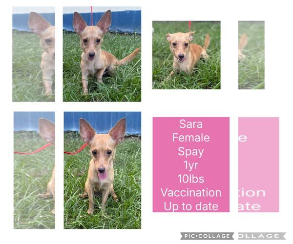 Medium Photo #2 Chihuahua-Unknown Mix Puppy For Sale in Virginia Beach, VA, USA