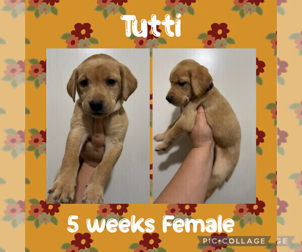 Medium Photo #1 Labrador Retriever Puppy For Sale in ASHEBORO, NC, USA