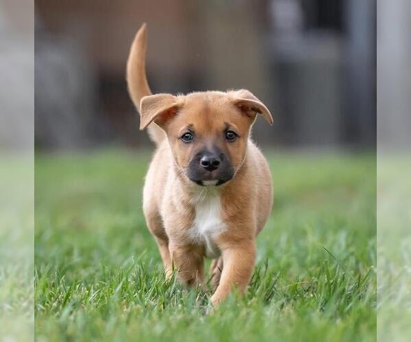 Medium Photo #3 Golden Retriever-Unknown Mix Puppy For Sale in San Diego, CA, USA
