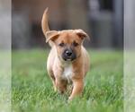 Small #2 Golden Retriever Mix