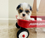 Image preview for Ad Listing. Nickname: Sadie