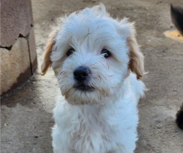Medium Photo #1 Maltipoo Puppy For Sale in MODESTO, CA, USA