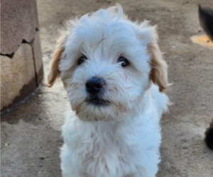 Medium Maltipoo