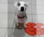 Small #21 Jack Russell Terrier Mix