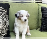 Small Photo #35 Miniature Australian Shepherd Puppy For Sale in LA CANADA FLINTRIDGE, CA, USA
