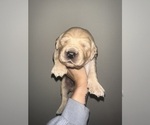 Puppy Dark Green Golden Retriever