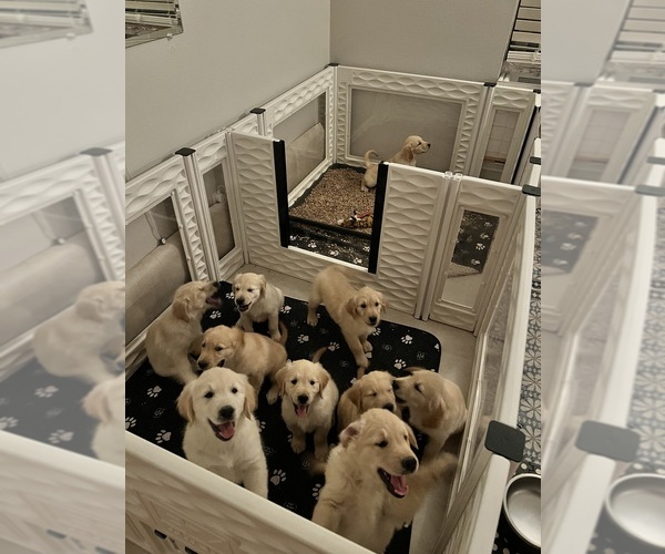 Medium Photo #6 Golden Retriever Puppy For Sale in INGLESIDE, TX, USA