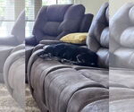 Small Dachshund Mix