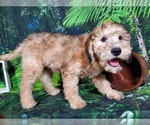 Small Photo #12 Goldendoodle (Miniature) Puppy For Sale in BLACK FOREST, CO, USA
