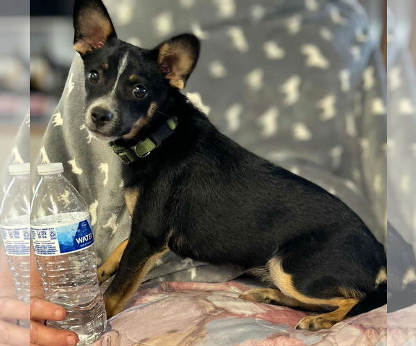 Medium Photo #2 Chihuahua-Unknown Mix Puppy For Sale in Visalia, CA, USA