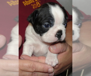 Boston Terrier Puppy for sale in BEND, OR, USA