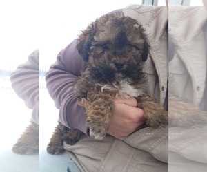 Medium Poodle (Miniature)