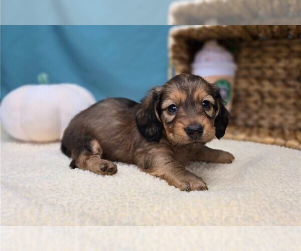 Medium Photo #1 Dachshund Puppy For Sale in SPRINGFIELD, MA, USA