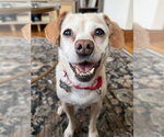 Small #12 Chihuahua Mix