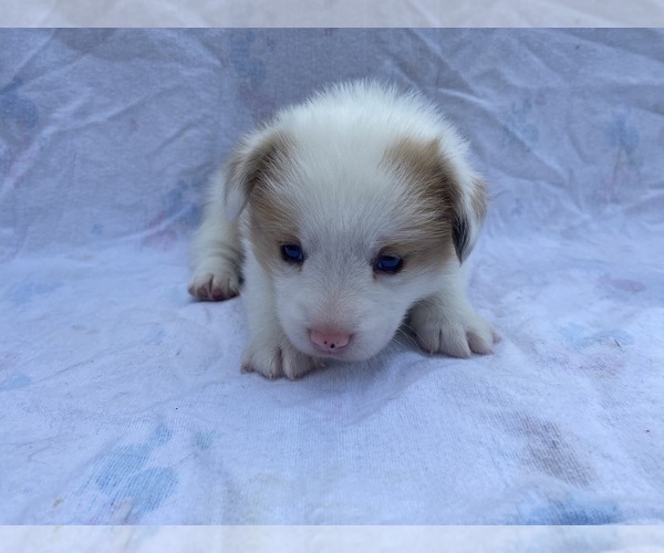 Medium Photo #2 Pembroke Welsh Corgi Puppy For Sale in INDEPENDENCE, MO, USA