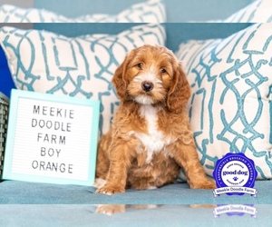 Goldendoodle Puppy for sale in HARMONY, FL, USA