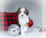 Small Photo #7 Bernedoodle-Poodle (Miniature) Mix Puppy For Sale in DALTON, OH, USA