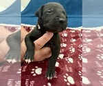 Small Photo #8 Great Dane Puppy For Sale in SALEM, OR, USA