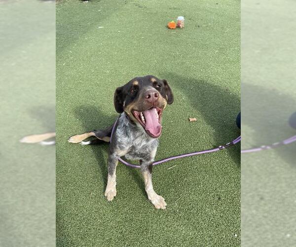 Medium Photo #3 Labrador Retriever-Unknown Mix Puppy For Sale in Pasadena, TX, USA