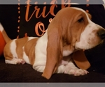Small Photo #15 Basset Hound Puppy For Sale in CLAREMORE, OK, USA