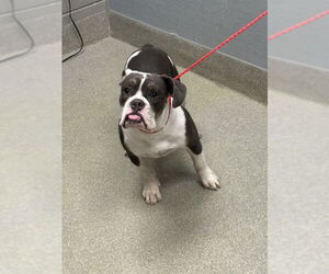 Bulldog-Unknown Mix Dogs for adoption in Las Vegas, NV, USA