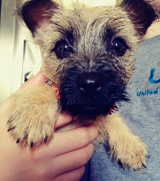 Medium Photo #1 Cairn Terrier Puppy For Sale in MACEDONIA, OH, USA