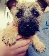 Cairn Terrier Puppy for sale in MACEDONIA, OH, USA