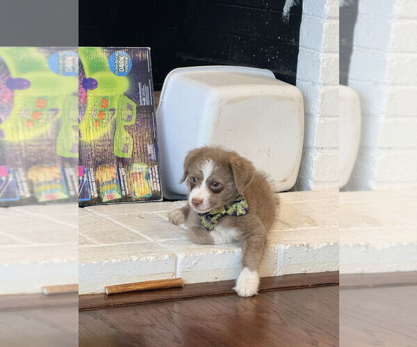 Medium Photo #7 Maltipoo (Miniature) Puppy For Sale in Pacifica, CA, USA