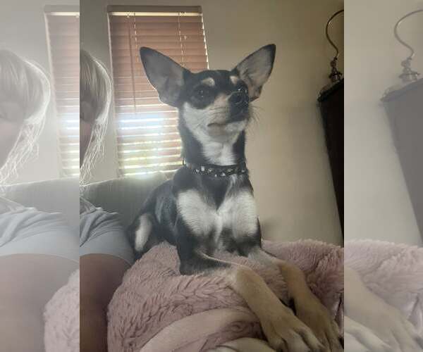Medium Photo #3 Chihuahua-Unknown Mix Puppy For Sale in Rowlett, TX, USA