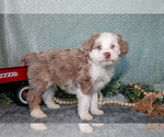 Small #1 Bernedoodle (Miniature)