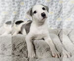 Small #1 Mutt