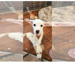 Basset Hound Dogs for adoption in Harrison, AR, USA