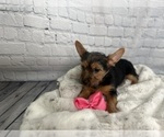 Puppy Paisley Yorkshire Terrier