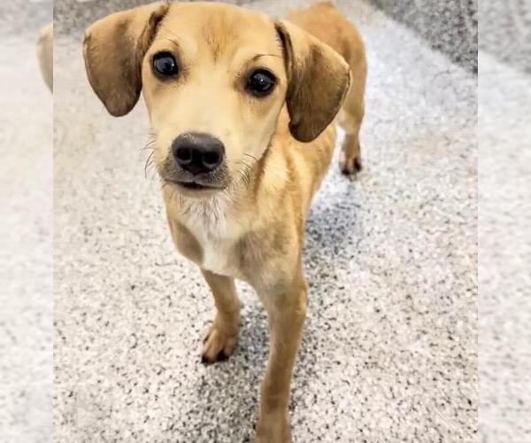 Medium Photo #3 Labrador Retriever-Unknown Mix Puppy For Sale in Houston, TX, USA