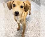 Small #2 Labrador Retriever Mix