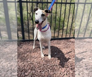 Greyhound Dogs for adoption in Cherry Hill, NJ, USA