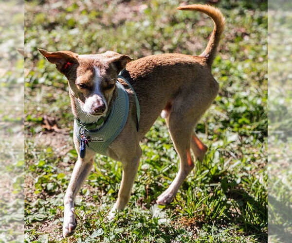 Medium Photo #3 Rat-Cha Puppy For Sale in Atlanta, GA, USA