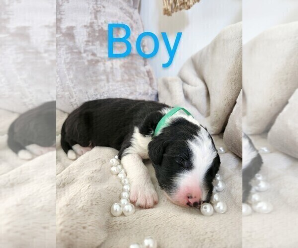 Medium Photo #9 Sheepadoodle Puppy For Sale in LEHI, UT, USA